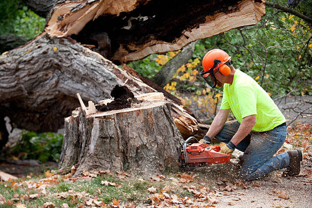 Emergency Storm Tree Removal in Pine Ridge, PA